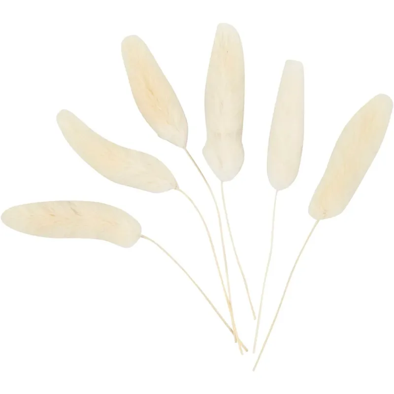 Bunny tail grass, L: 3-7 cm, 6 pc