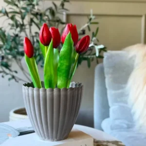 Tulpe im Topf - Rot mit 5 Blüten