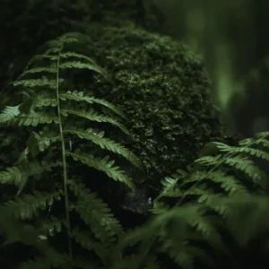Duschrückwand-Farn im Wald des Allgäu bei Dunkelheit