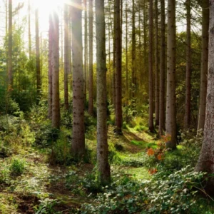 Duschrückwand-Schöner Fichtenwald im Herbst